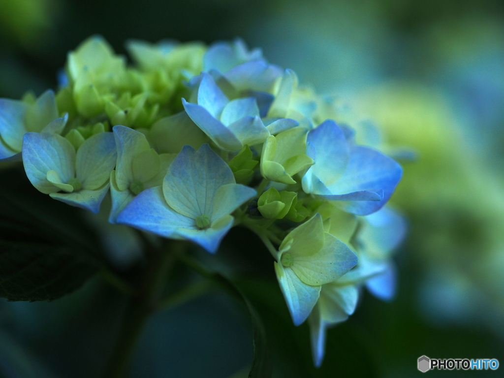 主役は紫陽花