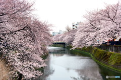 大岡川の桜