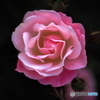Winter pink
