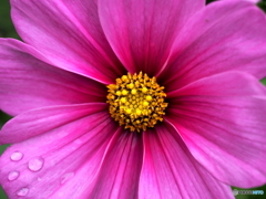 Raindrops