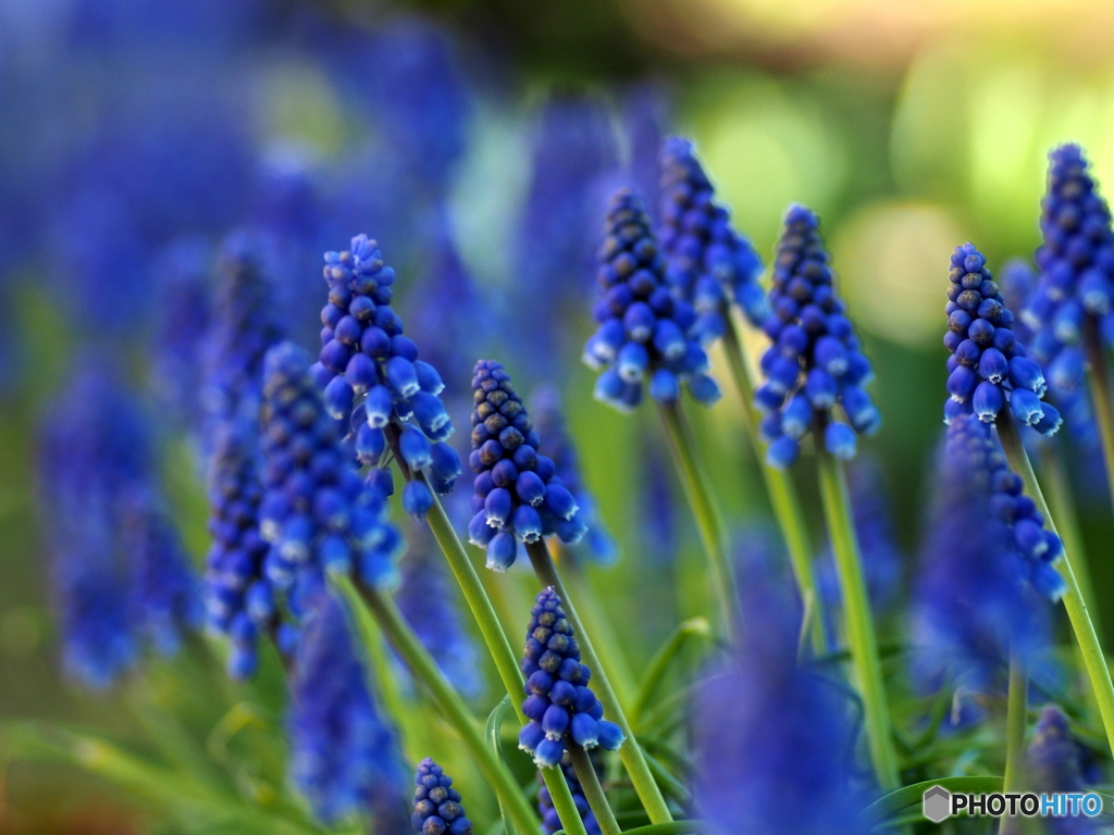 Muscari
