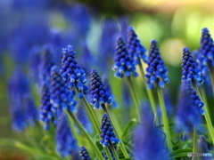 Muscari