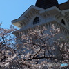 海岸協会の桜