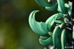 Blue Jade Vine