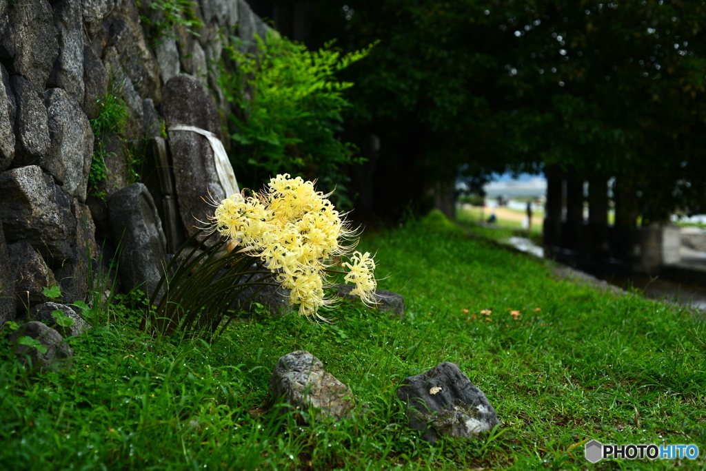 京都散歩