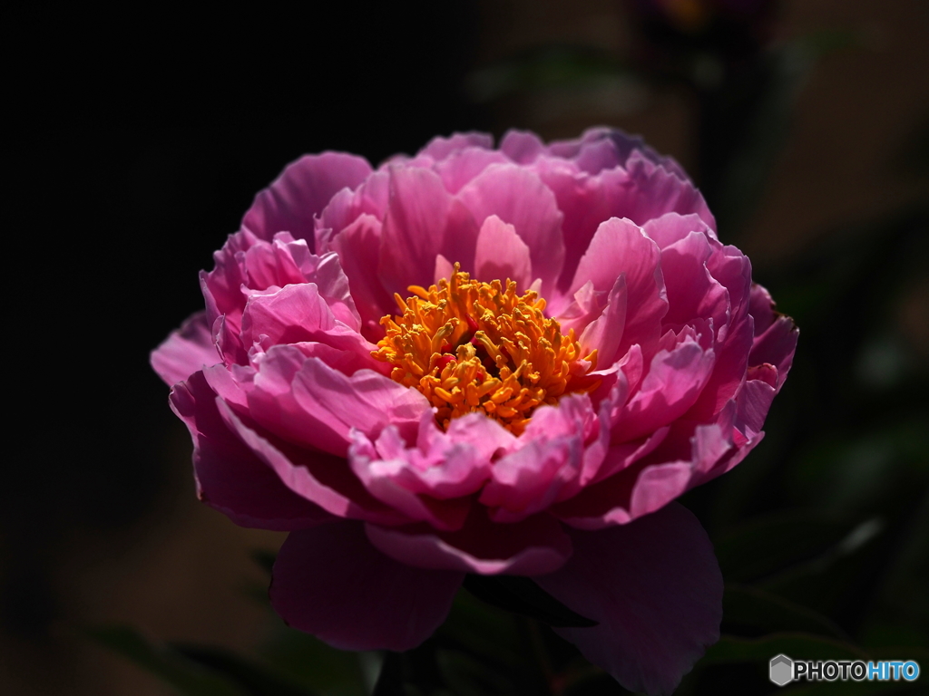 Oriental Beauty