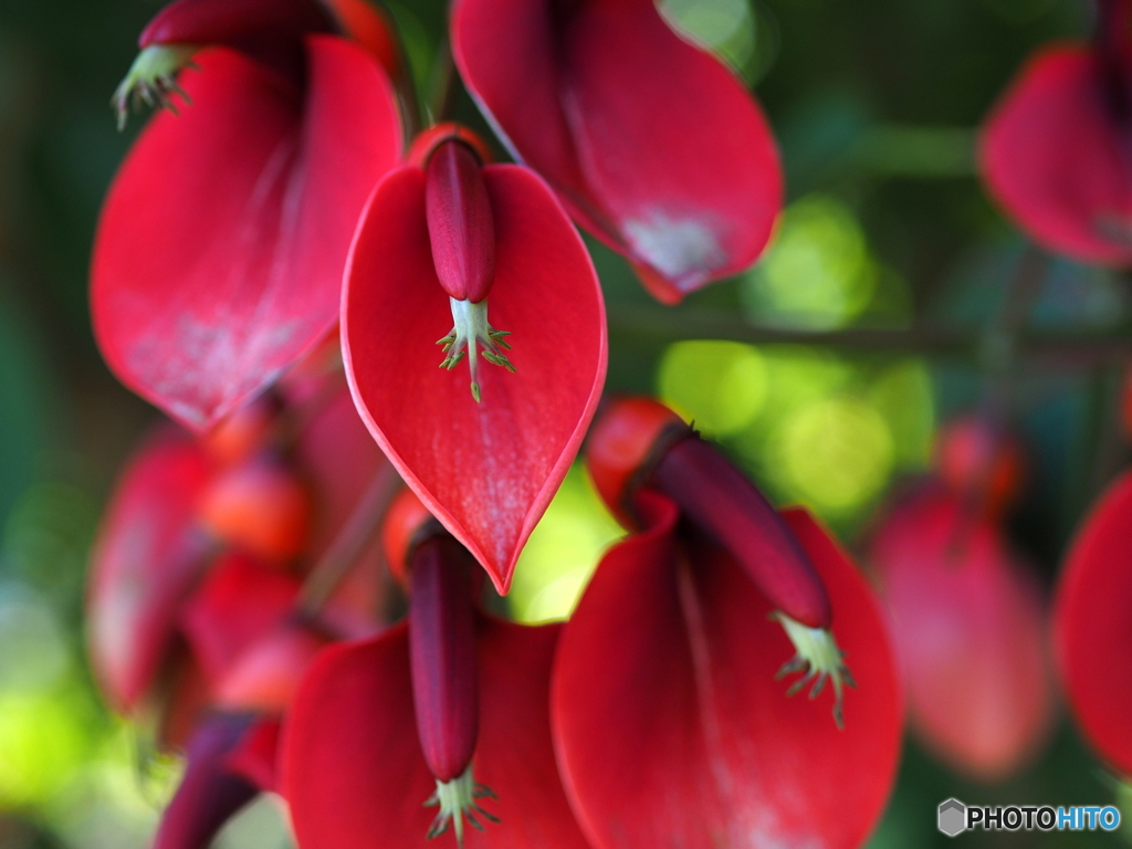 デイゴの花が咲き