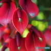 デイゴの花が咲き