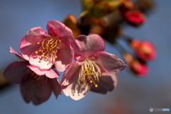 桜が咲いた