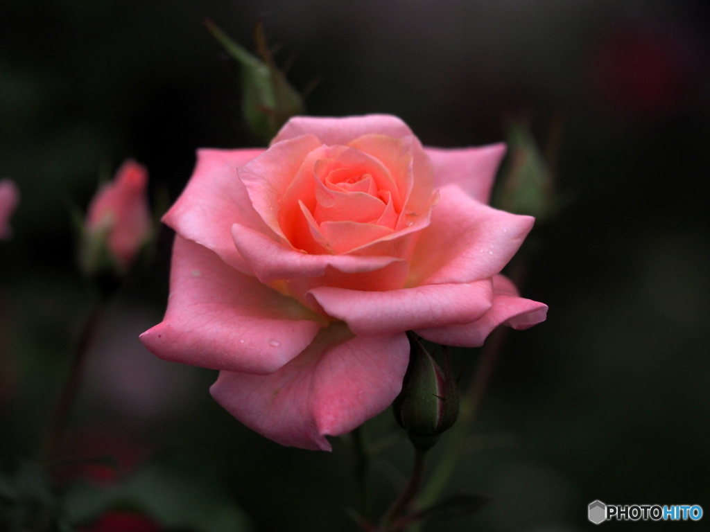 秋薔薇の頃