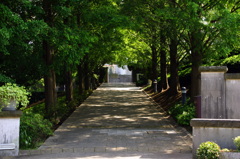 新緑のイタリア山-2