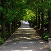 新緑のイタリア山-2