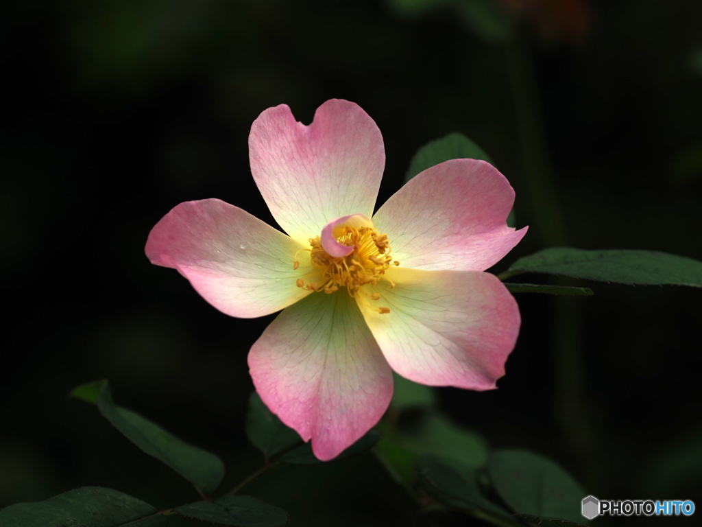 Autumn rose