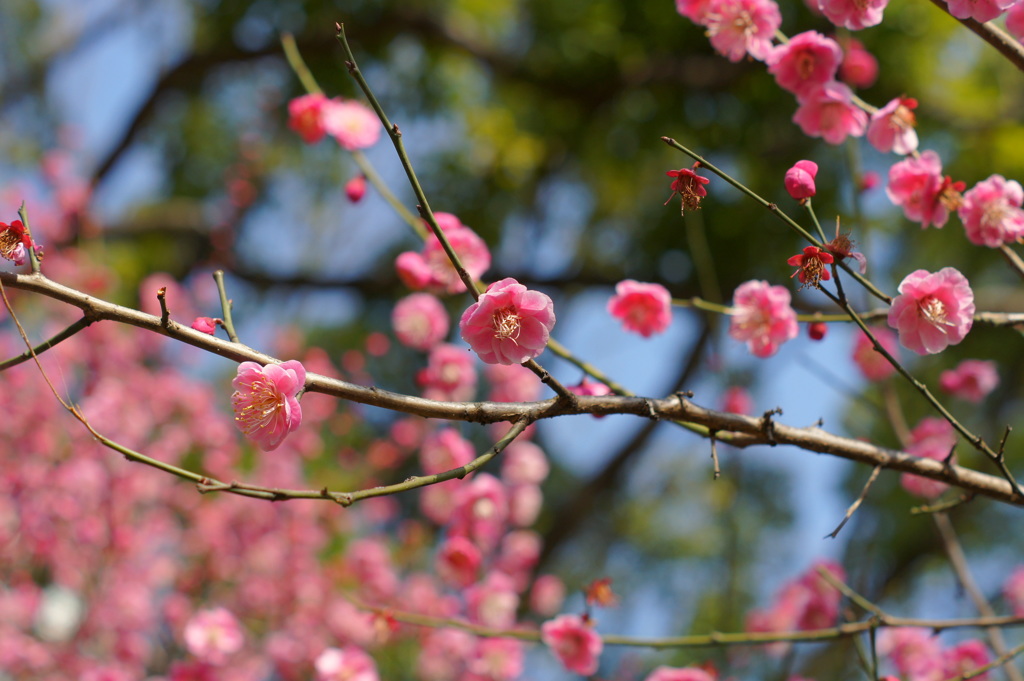横浜公園春間近-4