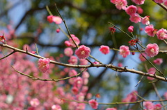 横浜公園春間近-4
