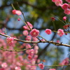 横浜公園春間近-4