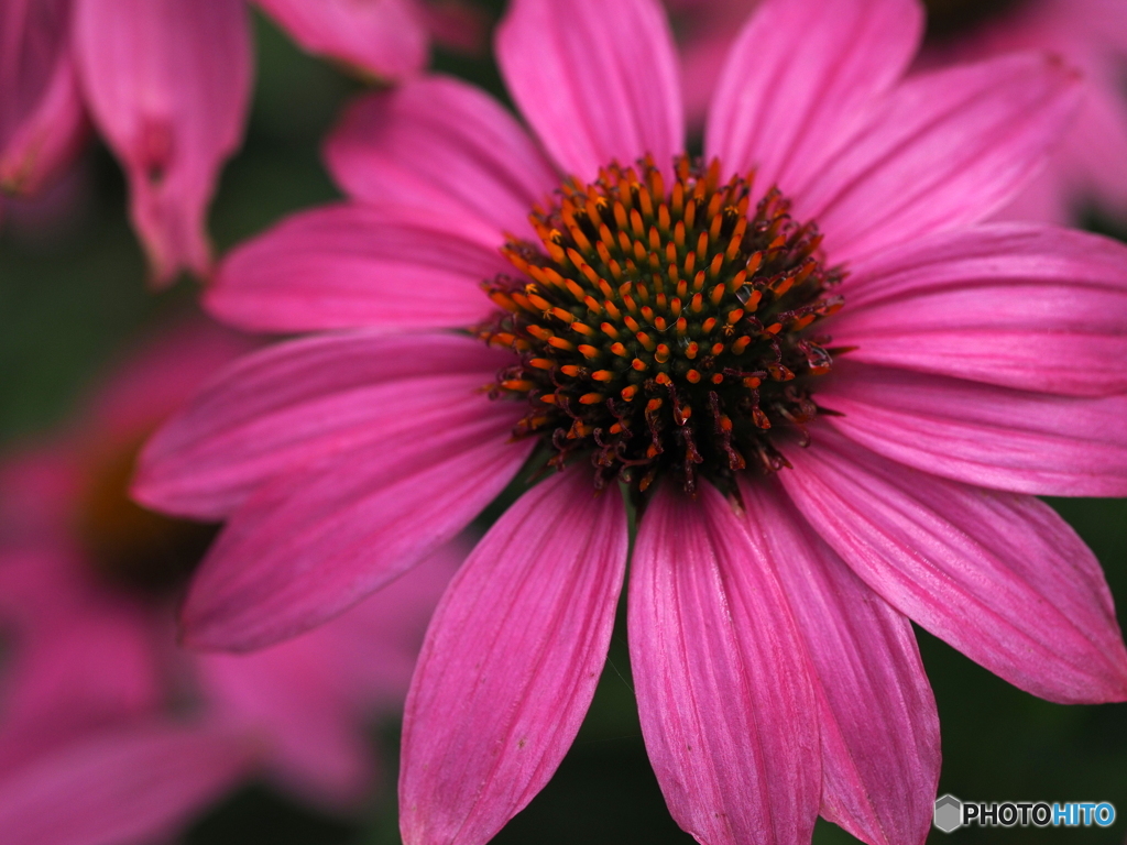 Pink Echinacea