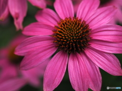 Pink Echinacea