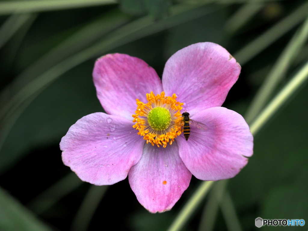 花と蜂