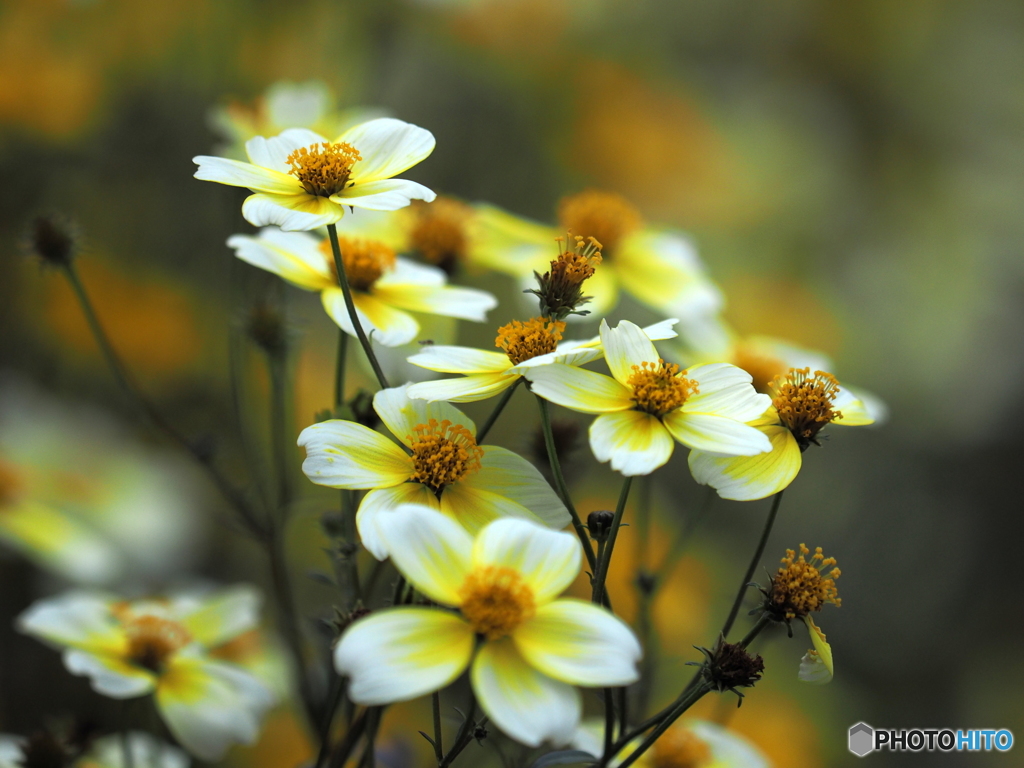 Winter cosmos