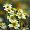 Winter cosmos