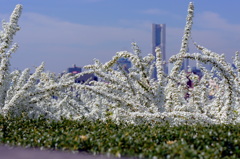 横浜春の雪景色