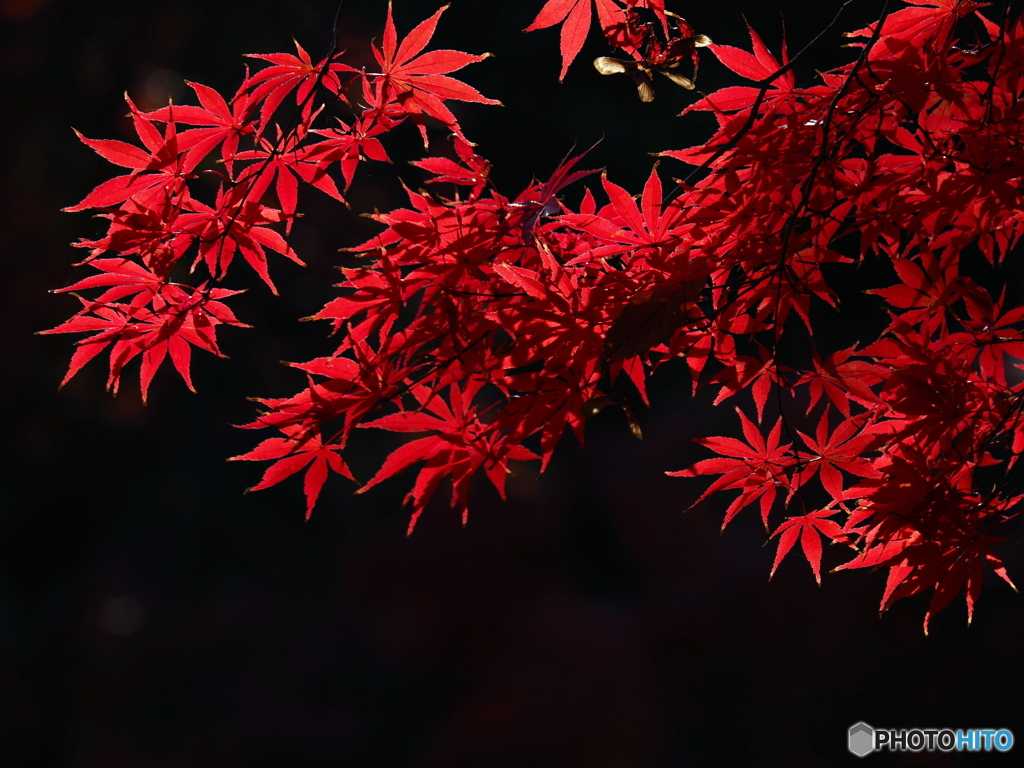 冬の赤紅葉