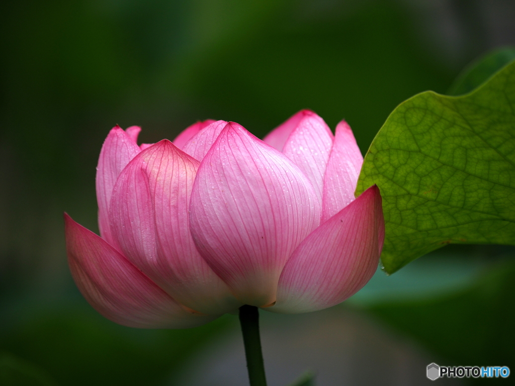 水芙蓉