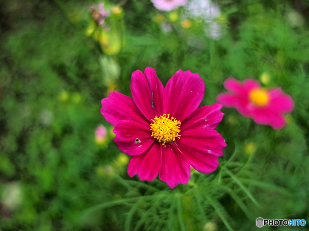 bokeh