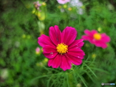 bokeh