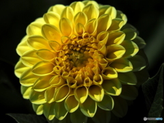 Yellow Dahlia