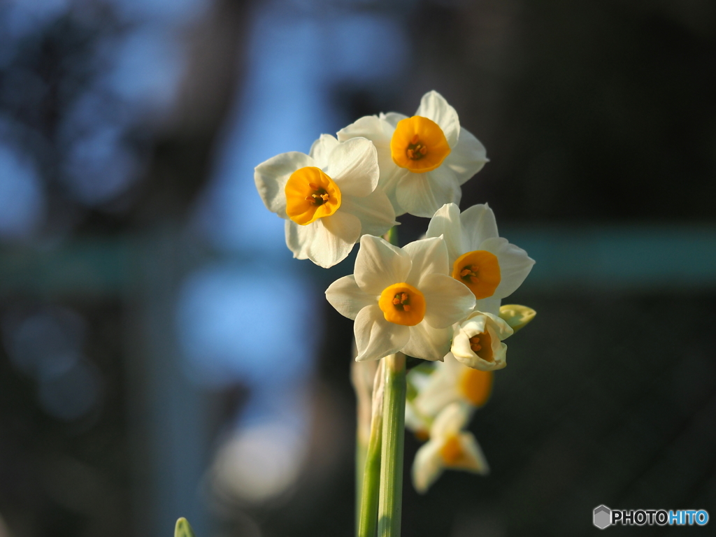 Seven Daffodils