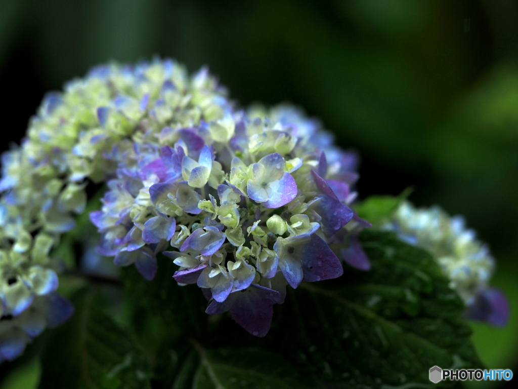 薔薇から紫陽花へ