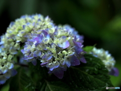 薔薇から紫陽花へ