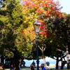 紅葉の向こう