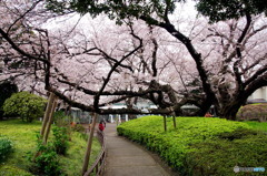 山手公園の桜