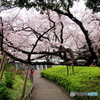 山手公園の桜