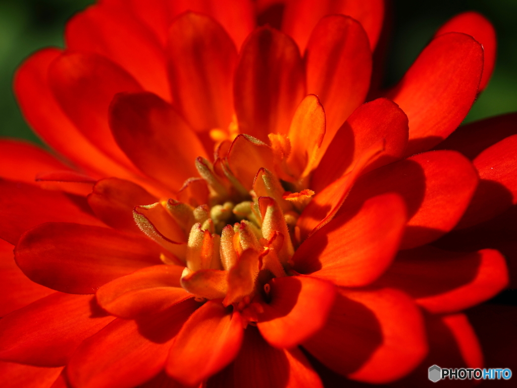 Orange Zinnia