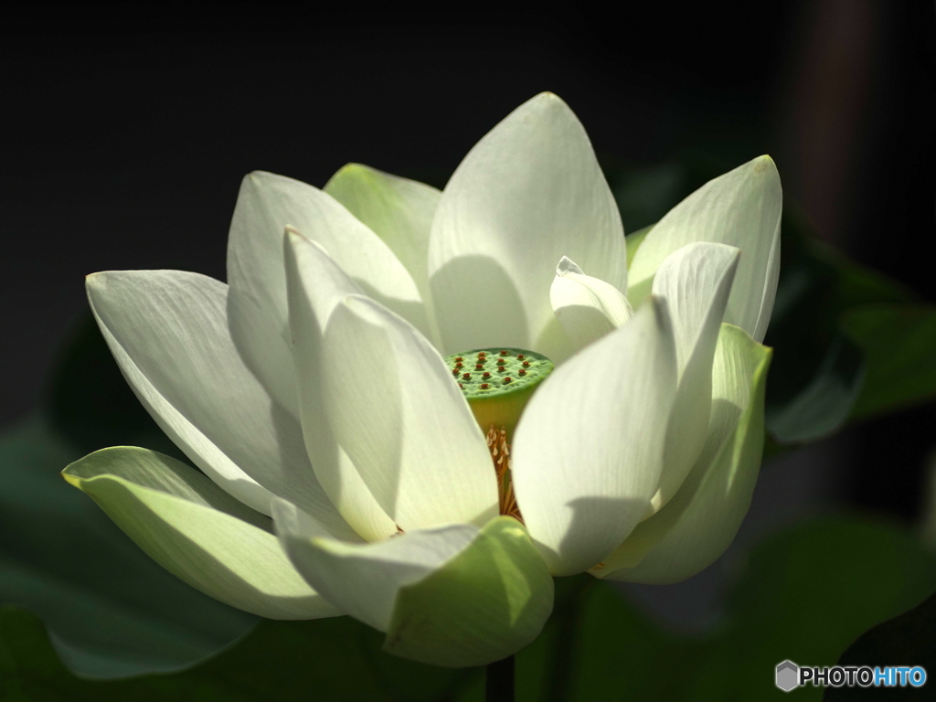 White beauty