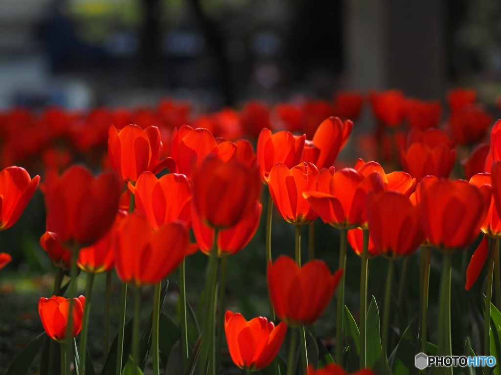 Tulip field