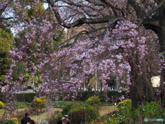 山下公園枝垂桜