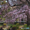 山下公園枝垂桜