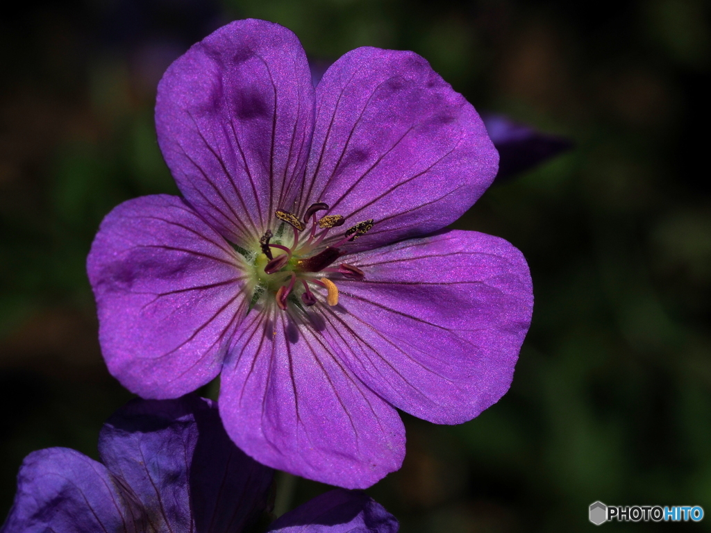 Geranium