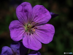 Geranium