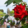 横浜と薔薇-4