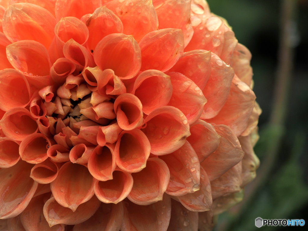 Dahlia