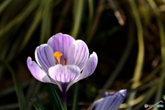 Crocus