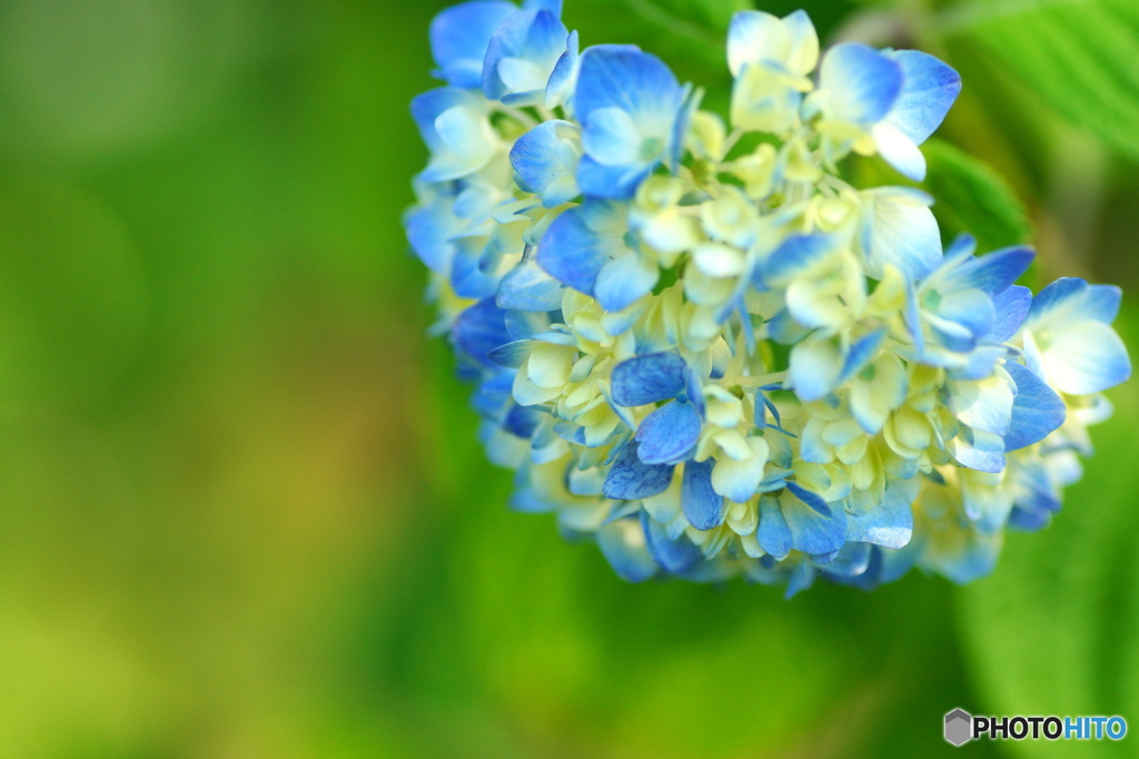 紫陽花の季節に