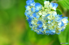 紫陽花の季節に