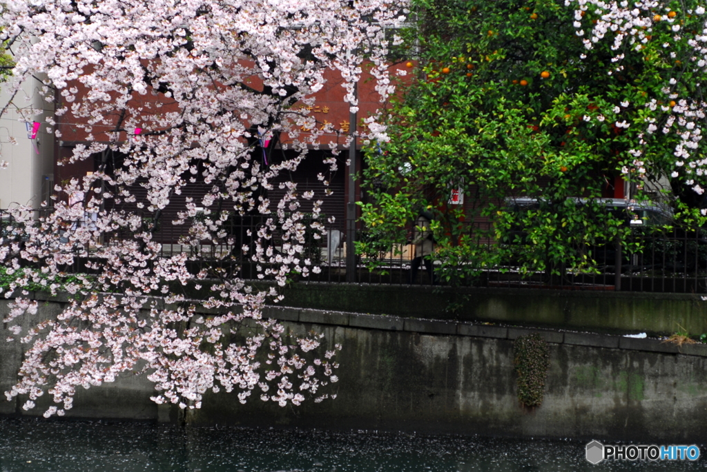 桜と蜜柑